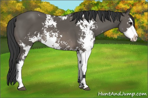Horse Color: Black Sabino 
