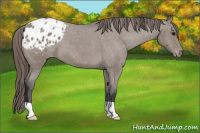Horse Color:Grullo Appaloosa 