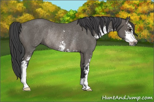 Horse Color: Black Sabino Rabicano 