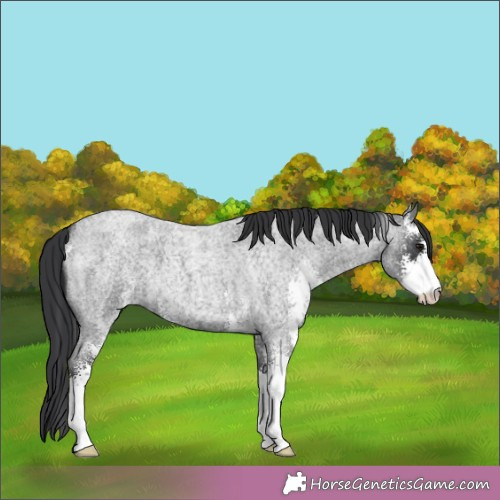 Horse Color:Blue Roan Sabino