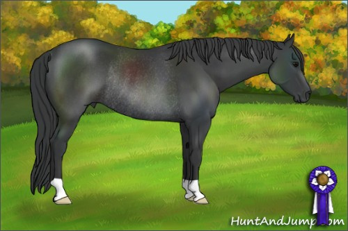 Horse Color: Black Rabicano 