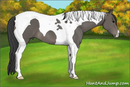Horse Color: Black Tobiano 