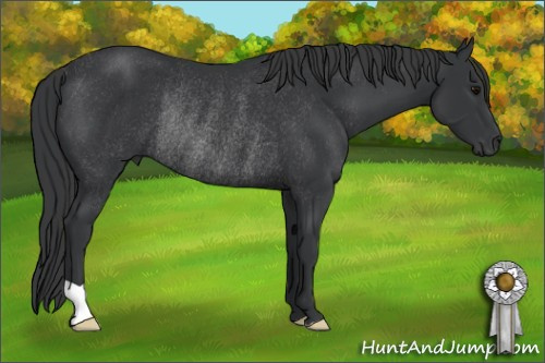 Horse Color: Black Rabicano 