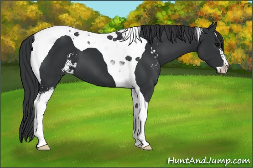 Horse Color: Black Sabino Tobiano 