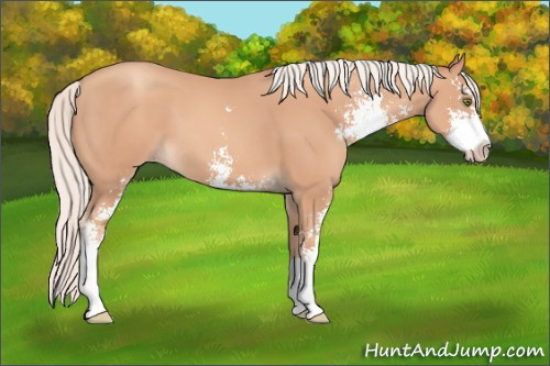 Horse Color: Silver Classic Champagne Sabino 