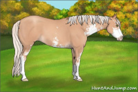 Horse Color:Silver Classic Champagne Sabino 