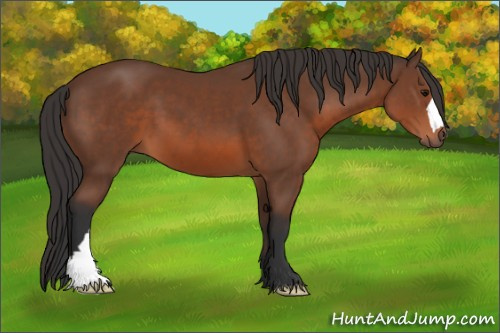 Horse Color: Bay 