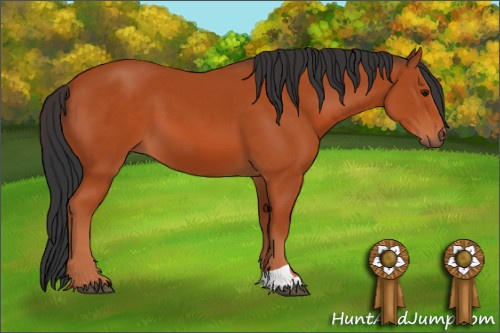 Horse Color: Bay 