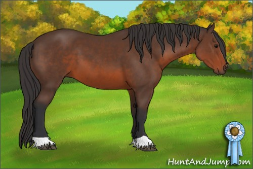 Horse Color: Bay 