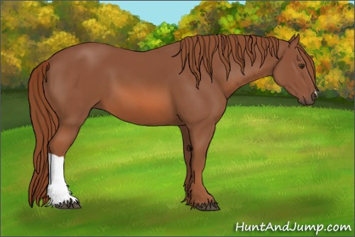 Horse Color: Liver Chestnut 