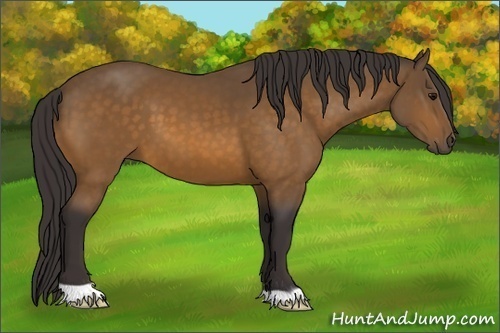 Horse Color: Buckskin 