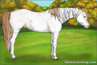 Horse Color:Liver Chestnut Pearl Sabino Blanket 