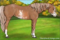 Horse Color:Chestnut Sabino Varnish 