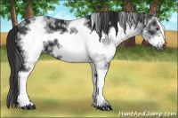 Horse Color:Gray White Spotted Black Frame Appaloosa 