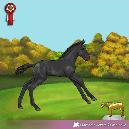 Horse Color: Black 