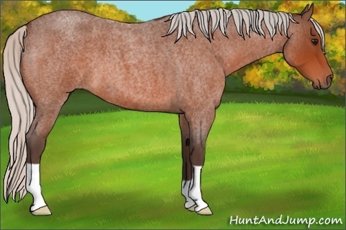 Horse Color: Silver Bay Roan 