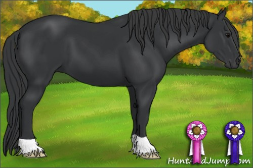 Horse Color: Black 