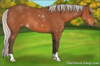 Horse Color:Silver Bay 