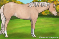 Horse Color:Silver Amber Champagne Roan 