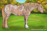 Horse Color:Chestnut Ice 