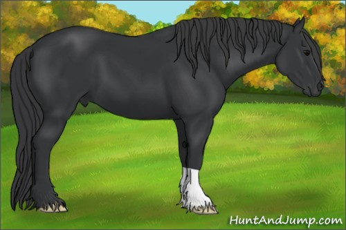 Horse Color: Black 
