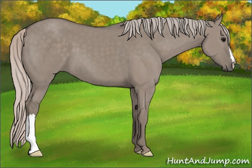 Horse Color: Silver Grullo 