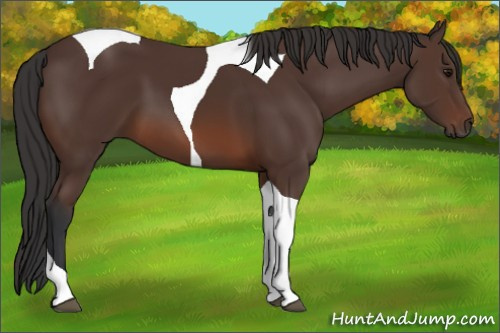 Horse Color: Brown Tobiano 