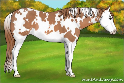 Horse Color: White Spotted Liver Chestnut Splash 
