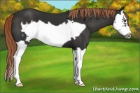 Horse Color:Liver Chestnut Splash Frame 