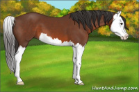 Horse Color:Bay Splash 