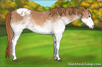 Horse Color:White Spotted Chestnut Sabino Blanket 