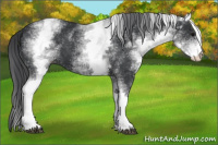 Horse Color:White Spotted Brown 