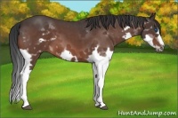 Horse Color:Bay Roan Splash Frame 