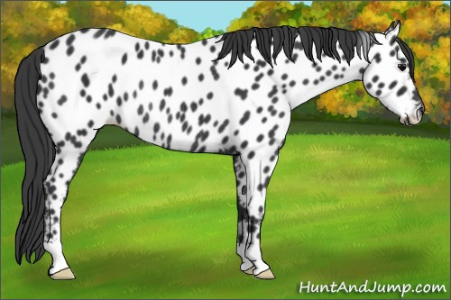 Horse Color: Black Near Leopard Rabicano 