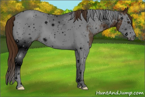 Horse Color: ERROR: UNKNOWN ANOMALY