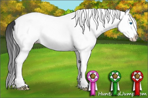 Horse Color: White Spotted Black Splash 