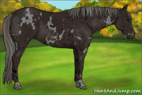 Horse Color: ERROR: UNKNOWN ANOMALY