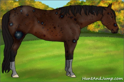 Horse Color: ERROR: UNKNOWN ANOMALY