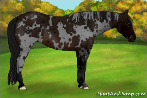 Horse Color: ERROR: UNKNOWN ANOMALY