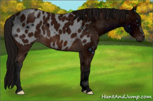 Horse Color: ERROR: UNKNOWN ANOMALY