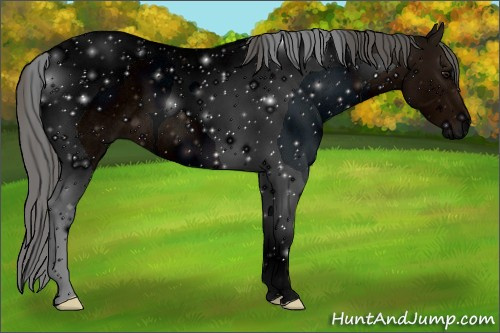 Horse Color: ERROR: UNKNOWN ANOMALY