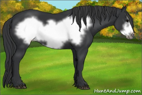 Horse Color: Black Frame 