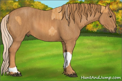 Horse Color: Palomino Rabicano  Brindle