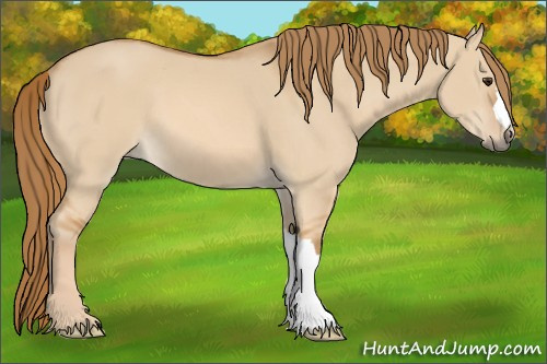 Horse Color: Red Dun 
