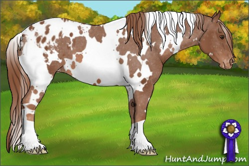 Horse Color: White Spotted Liver Chestnut Blanket 