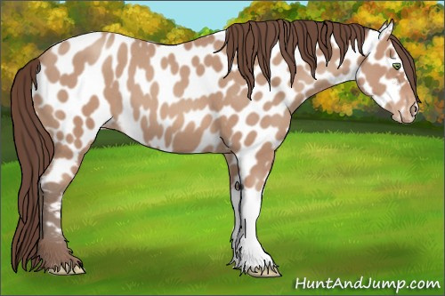 Horse Color: Amber Champagne Roan Near Leopard 