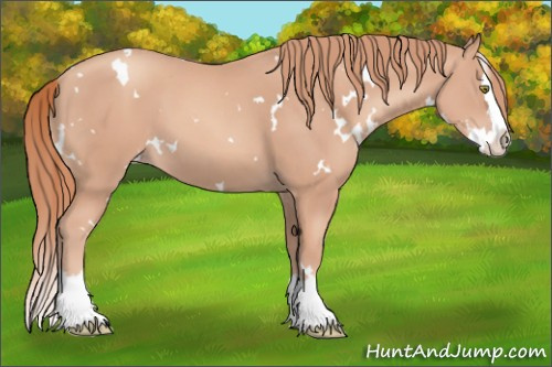 Horse Color: White Spotted Gold Champagne Splash 