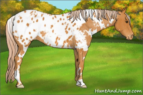Horse Color: White Spotted Palomino Blanket 