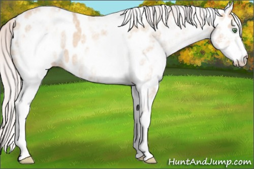 Horse Color: White Spotted Silver Classic Champagne Dun Leopard 