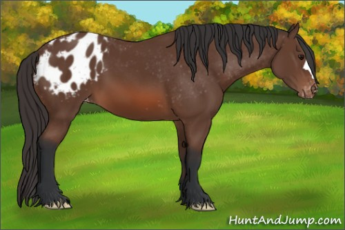 Horse Color: Bay Blanket 